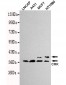 CrkII Antibody
